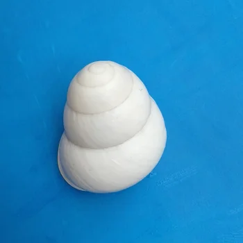 Doğal küçük kabuklu kabukları yaklaşık 3 cm beyaz ipek salyangoz akvaryum balık tankı peyzaj dekorasyon el yapımı DIY malzemeleri